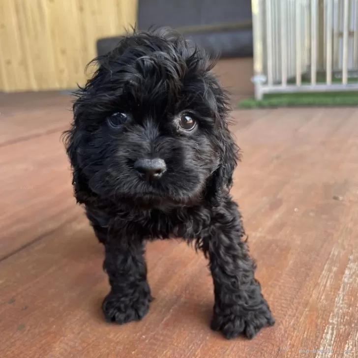 ID:2504-00034の子犬