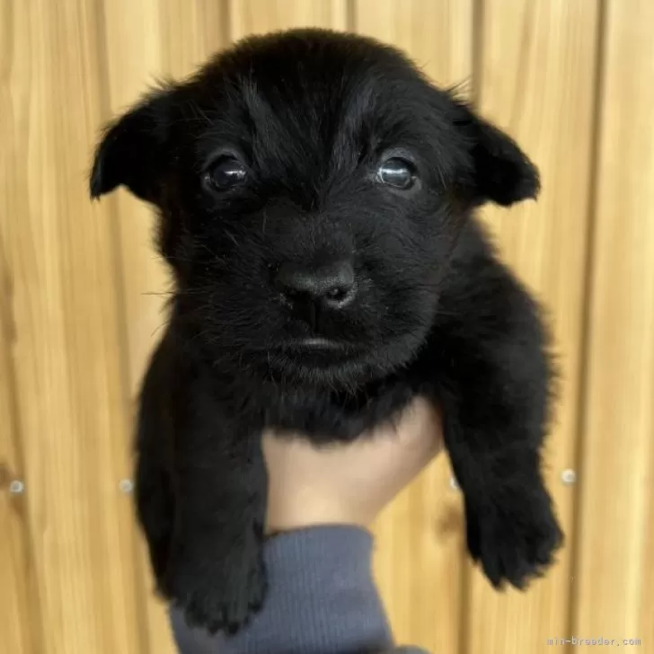 ID:2410-07336の子犬