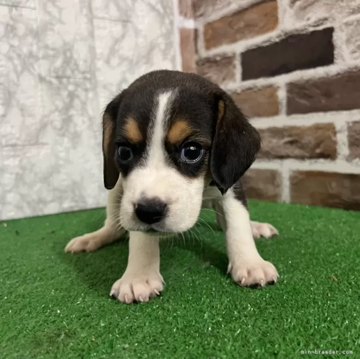 ID：2508-03746の子犬