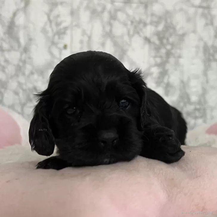 ID：2503-06440の子犬