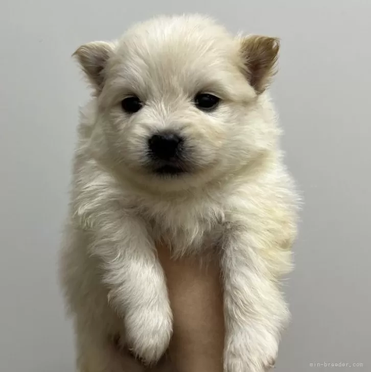 ID:2501-04076の子犬