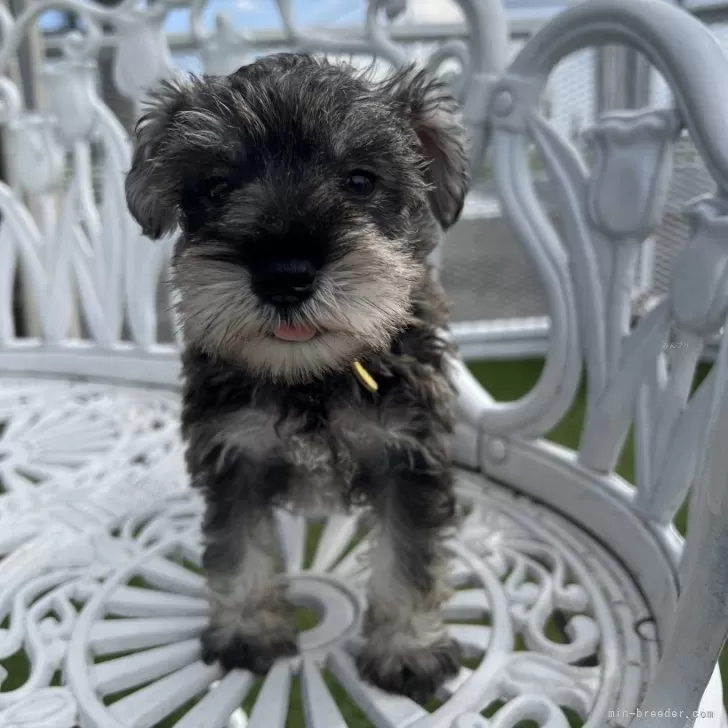 N.Y 様のお迎えした子犬