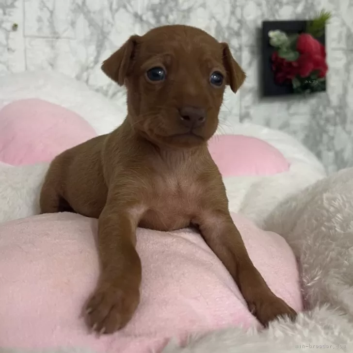 ID：2412-03041の子犬