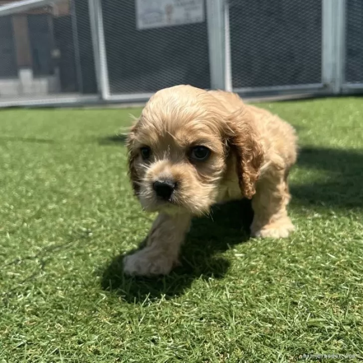 あんこな 様のお迎えした子犬