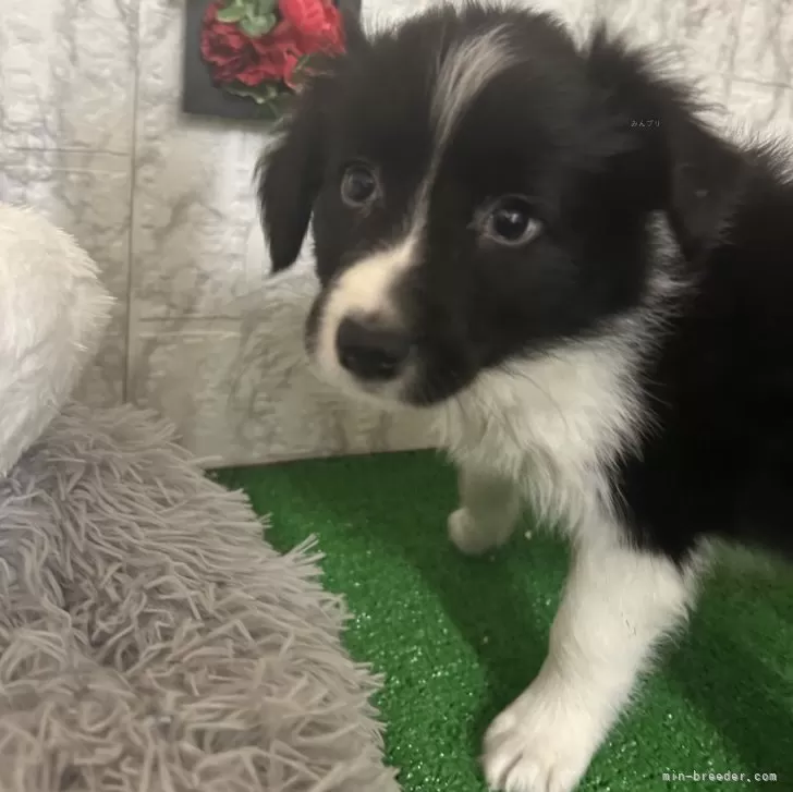 ID:2502-02880の子犬