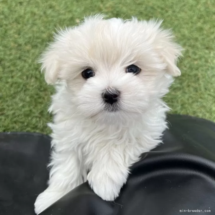 ID:2503-00812の子犬