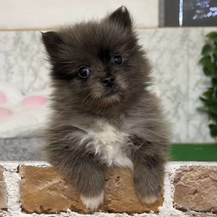 ID：2412-03068の子犬