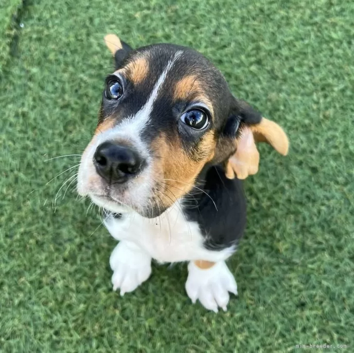 ID：2508-06181の子犬