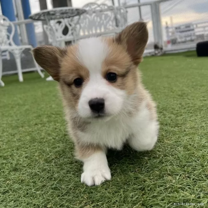 ID:2502-06811の子犬