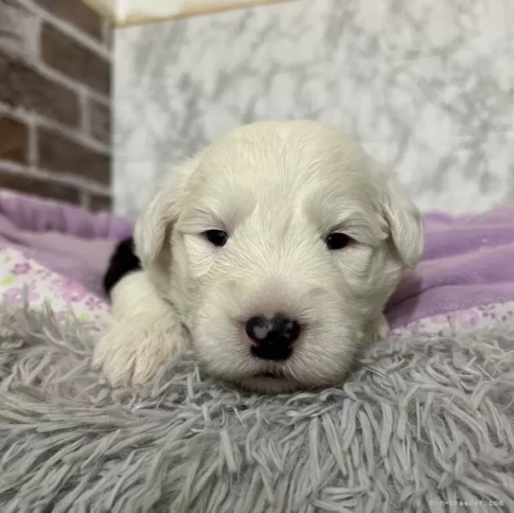 オールドイングリッシュシープドッグ【愛知県・男の子・2025年11月8日・グレー&amp;ホワイト】の写真1