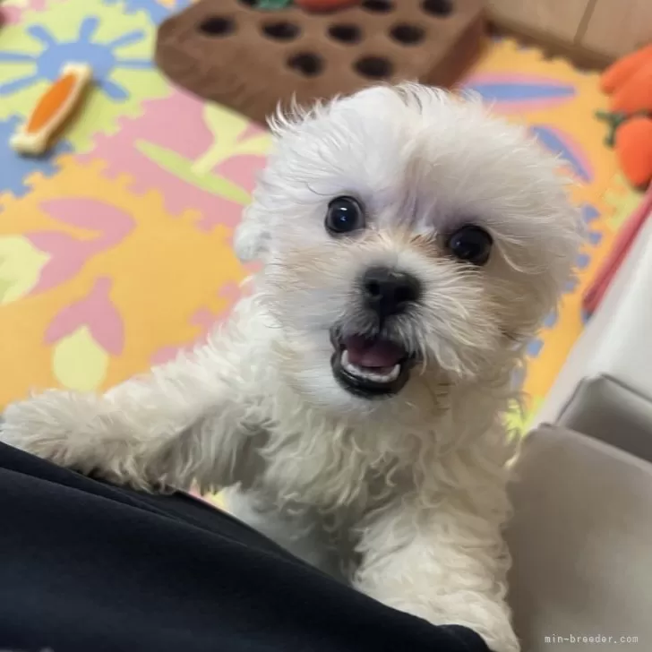 ID：2506-08387の子犬