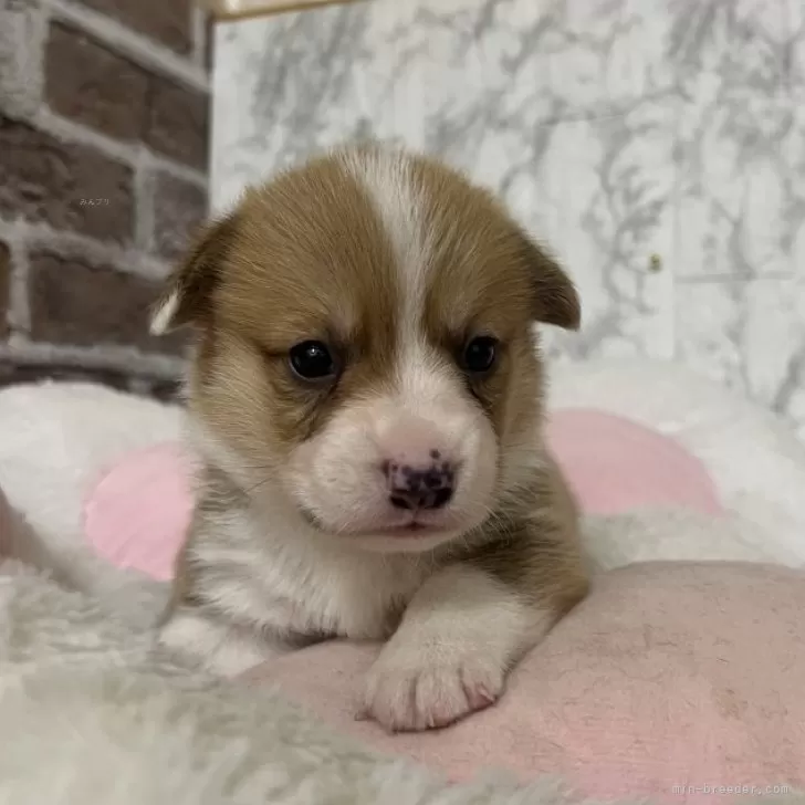 H 様のお迎えした子犬