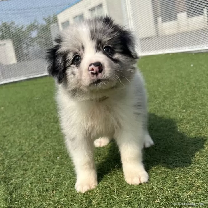 ID:2508-03427の子犬
