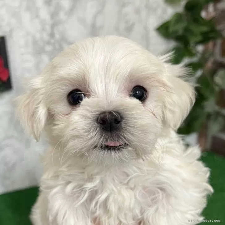 ID：2412-07611の子犬