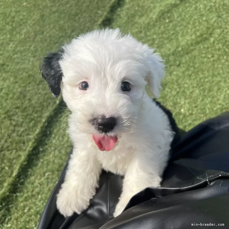 ID:2504-06029の子犬