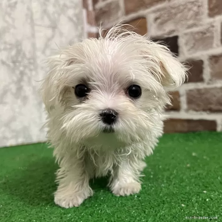 ID：2501-08111の子犬