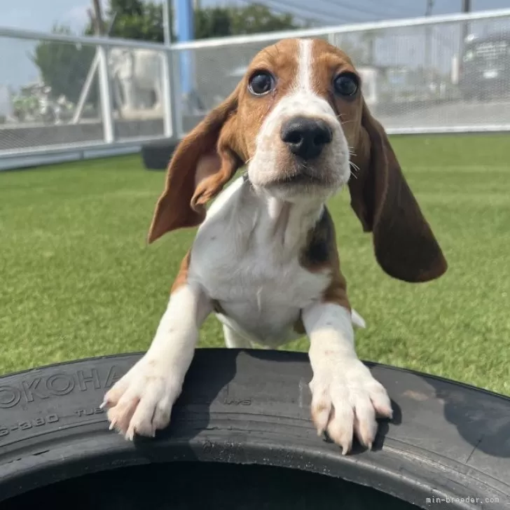 こたみ 様のお迎えした子犬