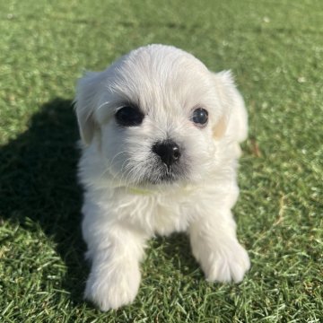 ミックス(ペキニーズ×ビションフリーゼ)【愛知県・女の子・2025年11月4日・ホワイト】の写真「すくすく成長中𖤐  ̖́-‬」