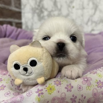 ペキニーズ【愛知県・女の子・2025年11月18日・クリーム】の写真「すくすく成長中💝」