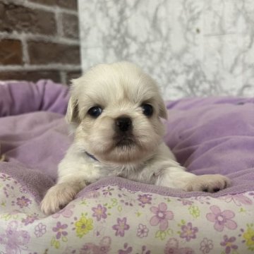 ペキニーズ【愛知県・男の子・2025年11月18日・クリーム】の写真「すくすく成長中💝」