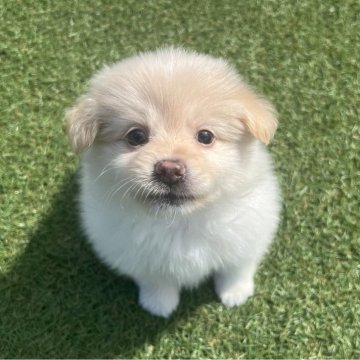 ポメラニアン【愛知県・女の子・2025年8月9日・クリーム】の写真「すくすく成長中🌼」
