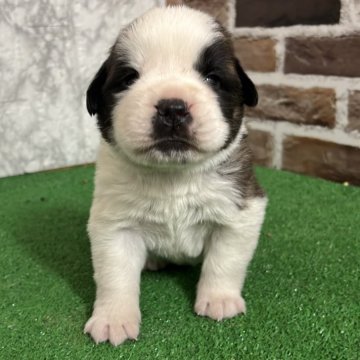 セントバーナード【愛知県・女の子・2025年11月10日・ブラウン&ホワイト】の写真「すくすく成長中🪐」