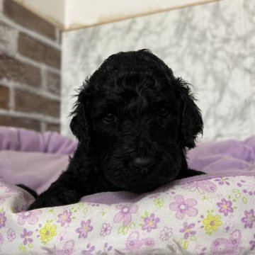 スタンダードプードル【愛知県・男の子・2025年11月14日・ブラック】の写真「すくすく成長中💝
ナチュラルテール」