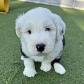 オールドイングリッシュシープドッグ【愛知県・男の子・2025年11月8日・グレー&ホワイト】の写真「すくすく成長中💫
ナチュラルテール」