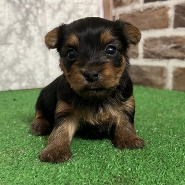 ヨークシャーテリア【愛知県・女の子・2025年11月1日・スチームブルー&タン】の写真「すくすく成長中💞
ナチュラルテール」