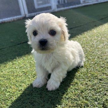 ミックス(ペキニーズ×ビションフリーゼ)【愛知県・男の子・2025年10月11日・クリーム】の写真「すくすく成長中𖤐  ̖́-‬」