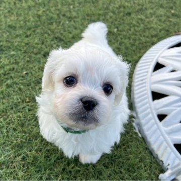 ミックス(ペキニーズ×ビションフリーゼ)【愛知県・男の子・2025年10月11日・クリーム】の写真「すくすく成長中𖤐  ̖́-‬」