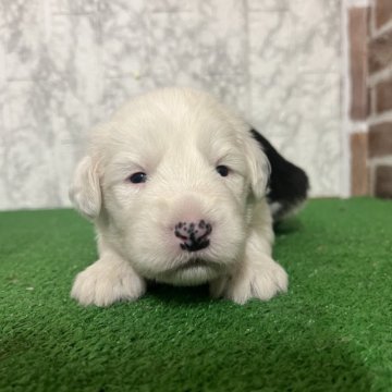 オールドイングリッシュシープドッグ【愛知県・男の子・2025年11月8日・グレー&ホワイト】の写真「すくすく成長中💫」