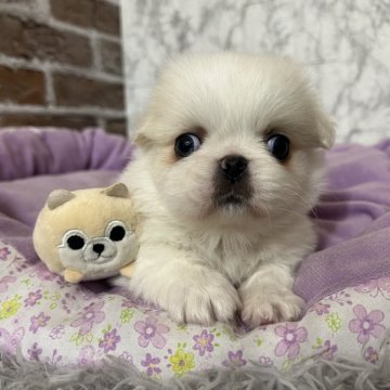 ペキニーズ【愛知県・男の子・2025年11月18日・クリーム】の写真「すくすく成長中💝」