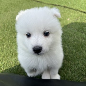 ミックス(サモエド×日本スピッツ)【愛知県・男の子・2025年3月21日・ホワイト】の写真「すくすく成長中🎶」