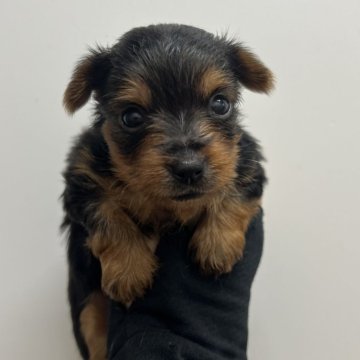 ヨークシャーテリア【愛知県・女の子・2025年5月10日・スチームブルー&タン】の写真「すくすく成長中🫐」