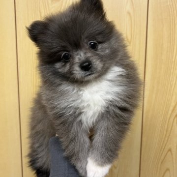 ポメラニアン【愛知県・女の子・2025年10月27日・ブルーマール】の写真「すくすく成長中🌼」