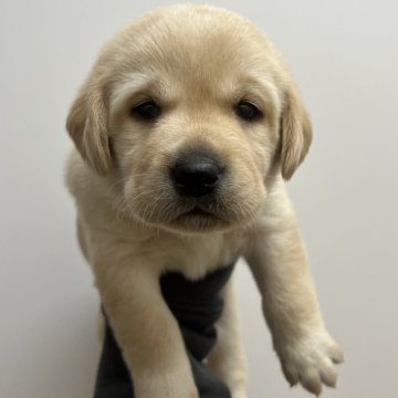 ラブラドールレトリバー【愛知県・女の子・2025年11月16日・イエロー】の写真「すくすく成長中💗」