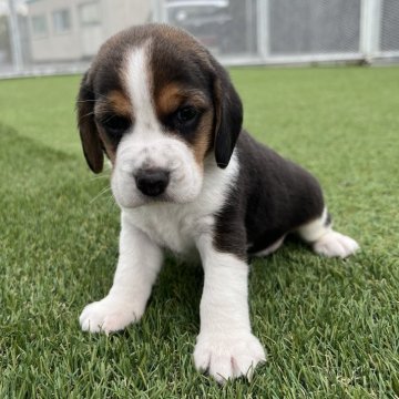 ビーグル【愛知県・男の子・2024年9月28日・ブラックタン&ホワイト】の写真「食欲旺盛で元気いっぱい☀️」