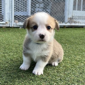 ウェルシュ・コーギー・ペンブローク【愛知県・男の子・2025年10月11日・レッド&ホワイト】の写真「すくすく成長中🍏ナチュラルテール」