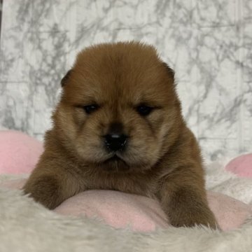 チャウチャウ【愛知県・男の子・2025年5月24日・レッド】の写真「サマーキャンペーン！！
すくすく成長中🍩」