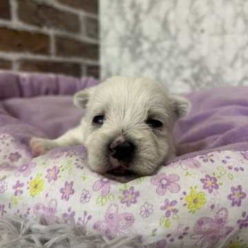 ウエストハイランドホワイトテリア【愛知県・女の子・2025年11月15日・ホワイト】の写真「すくすく成長中💞」