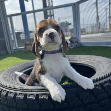 ビーグル【愛知県・男の子・2025年2月15日・ブラックタン&ホワイト】の写真「食欲旺盛元気いっぱい✨」