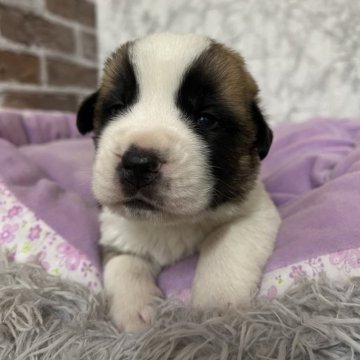 セントバーナード【愛知県・男の子・2025年11月10日・ブラウン&ホワイト】の写真「すくすく成長中🪐」