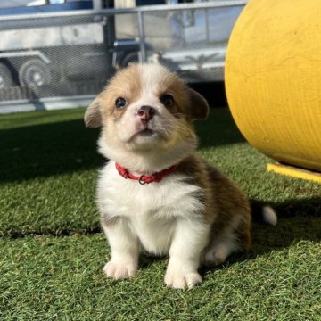ウェルシュ・コーギー・ペンブローク【愛知県・男の子・2025年10月11日・レッド&ホワイト】の写真「すくすく成長中🍏ナチュラルテール」