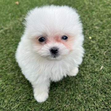 ポメマル(ポメラニアン×マルチーズ)【愛知県・男の子・2025年8月28日・ホワイト】の写真「すくすく成長中🧁」