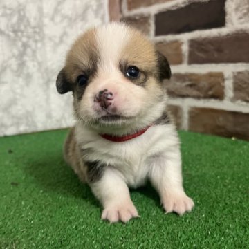 ウェルシュ・コーギー・ペンブローク【愛知県・男の子・2025年10月11日・レッド&ホワイト】の写真「すくすく成長中🍏
ナチュラルテール」