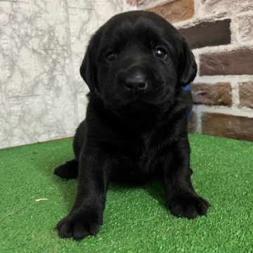 ラブラドールレトリバー【愛知県・女の子・2025年11月16日・ブラック】の写真「すくすく成長中💗」