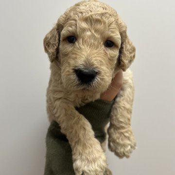 スタンダードプードル【愛知県・男の子・2025年11月14日・アプリコット】の写真「すくすく成長中💝
ナチュラルテール」