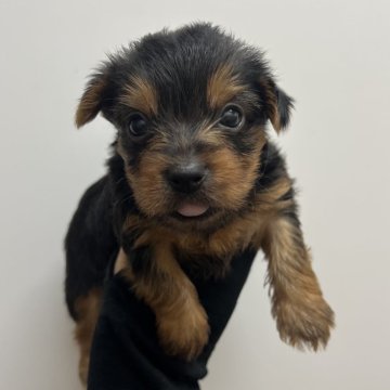 ヨークシャーテリア【愛知県・男の子・2025年5月10日・スチームブルー&タン】の写真「すくすく成長中🫐」