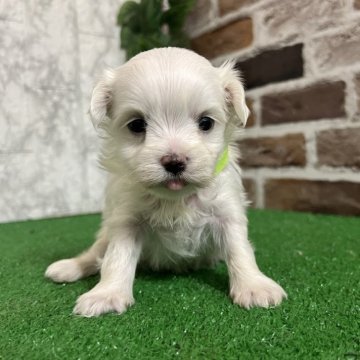 マルチーズ【愛知県・男の子・2025年4月26日・ホワイト】の写真「すくすく成長中🍀」